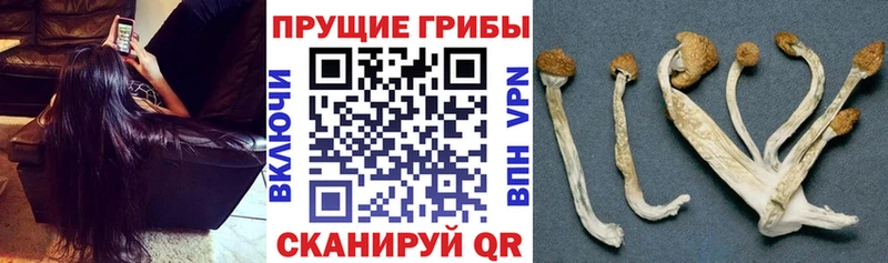 ОМГ ОМГ рабочий сайт  закладка  Звенигово  нарко площадка наркотические препараты  Псилоцибиновые грибы прущие грибы 